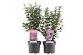 Syren i 19 cm potte